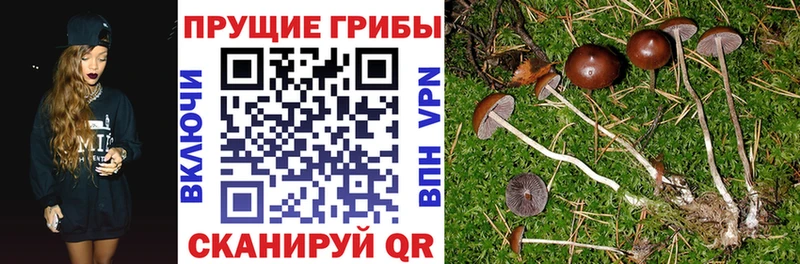 Галлюциногенные грибы Psilocybe  Нижний Тагил 